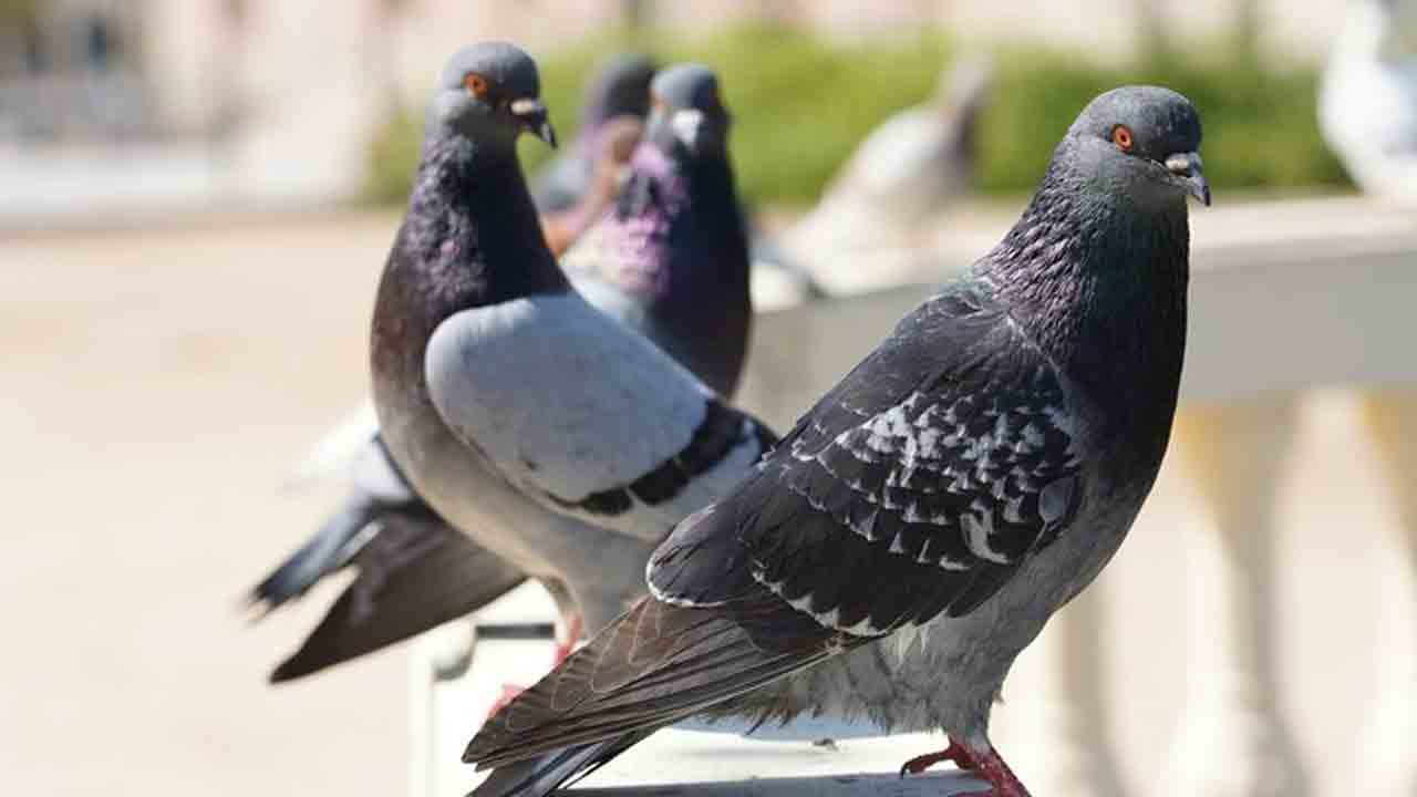 పావురాలను పెంచుకుంటున్నారా.. ఈ రోగాల బారిన పడే అవకాశాలున్నాయి జాగ్రత్త